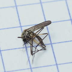 Aedes geniculatus