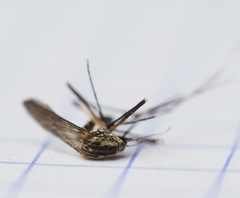 Aedes geniculatus