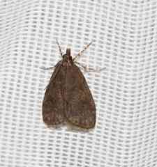 Scoparia penumbralis