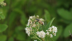 Trigonarthris