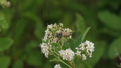 Trigonarthris