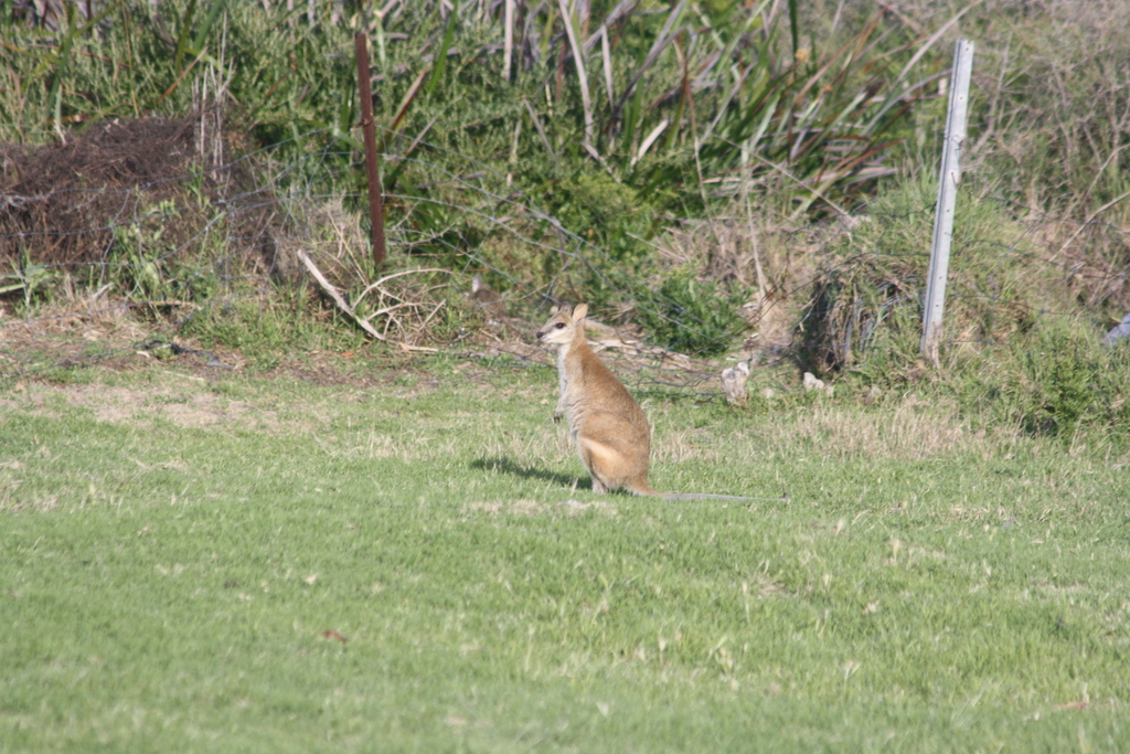Agile Wallaby