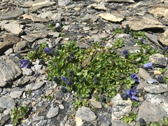 Campanula cenisia