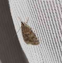 Scoparia penumbralis