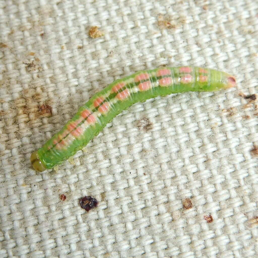 Euura dispar