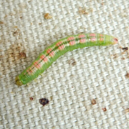 Euura dispar