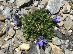 Campanula cenisia
