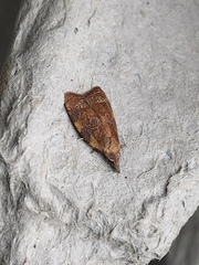 Cenopis diluticostana