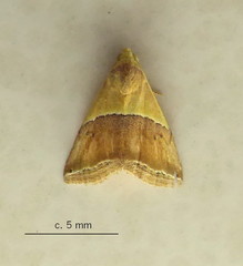 Eublemma caffrorum