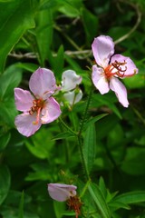 Rhexia mariana mariana