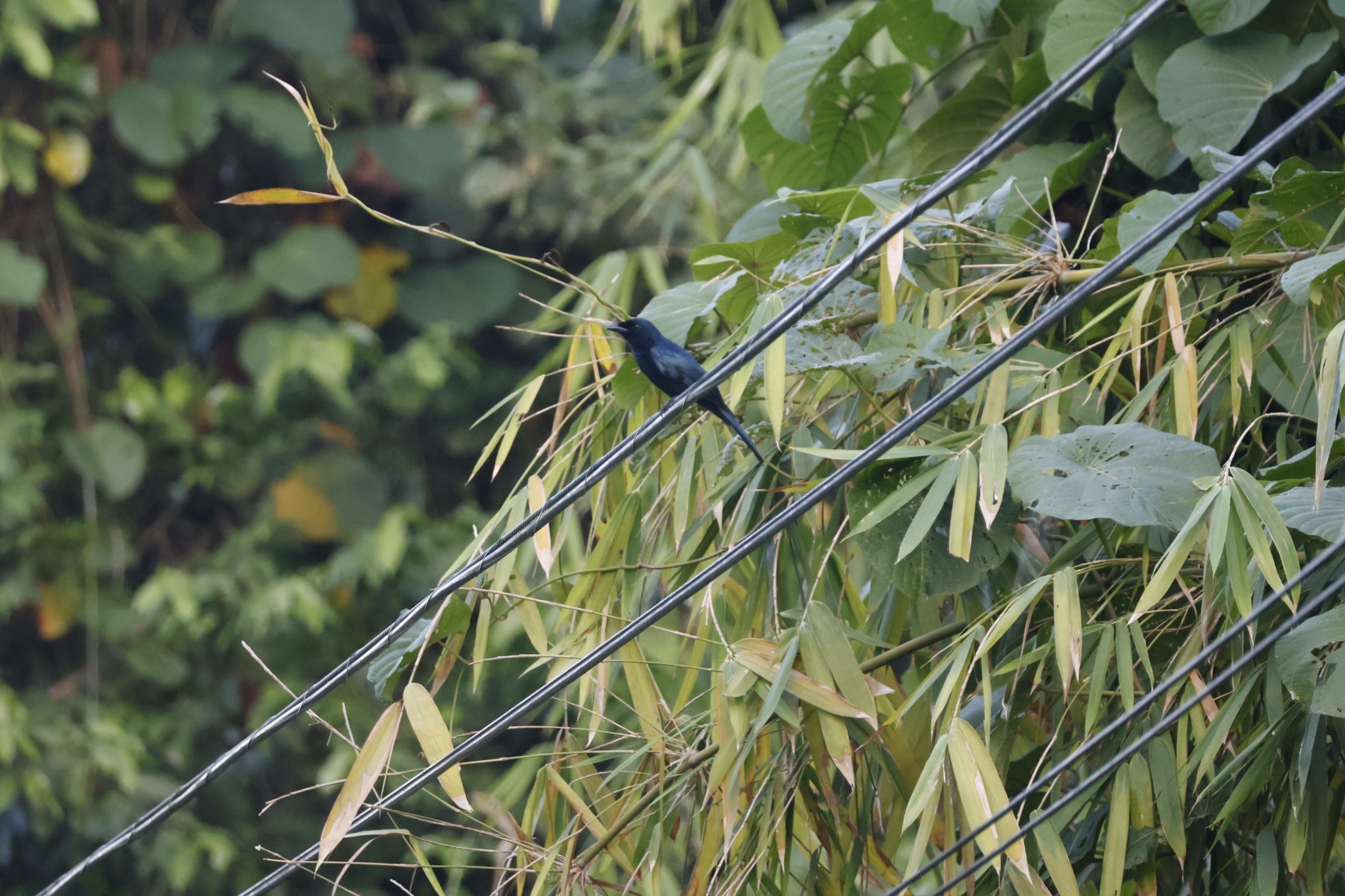 Balicassiao (Dicrurus balicassius), photo 8