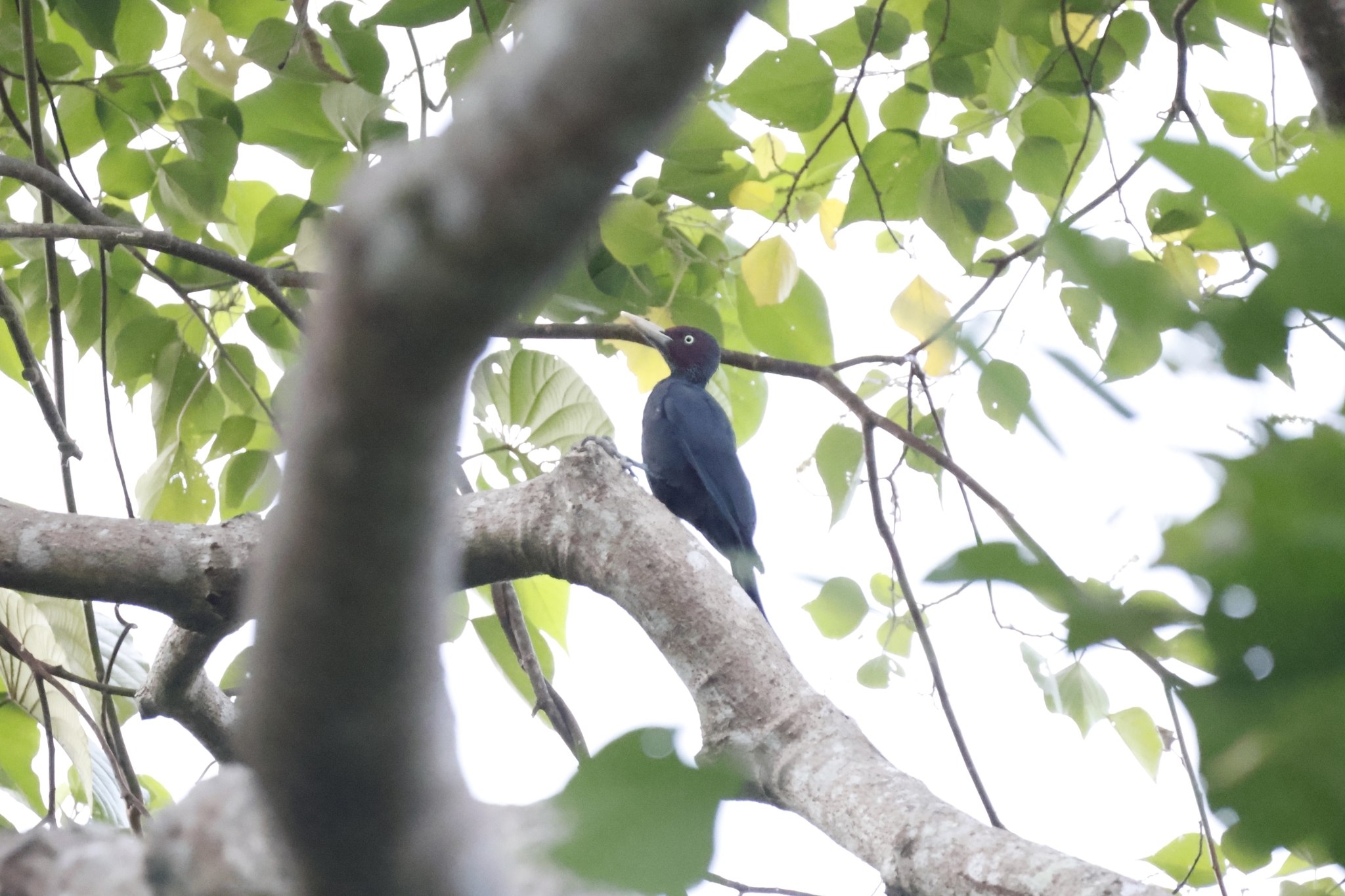 Northern Sooty Woodpecker (Mulleripicus funebris), photo 1