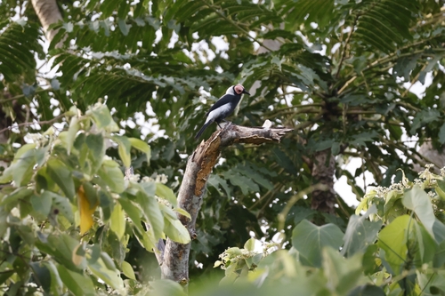 Coleto (Sarcops calvus), photo 8