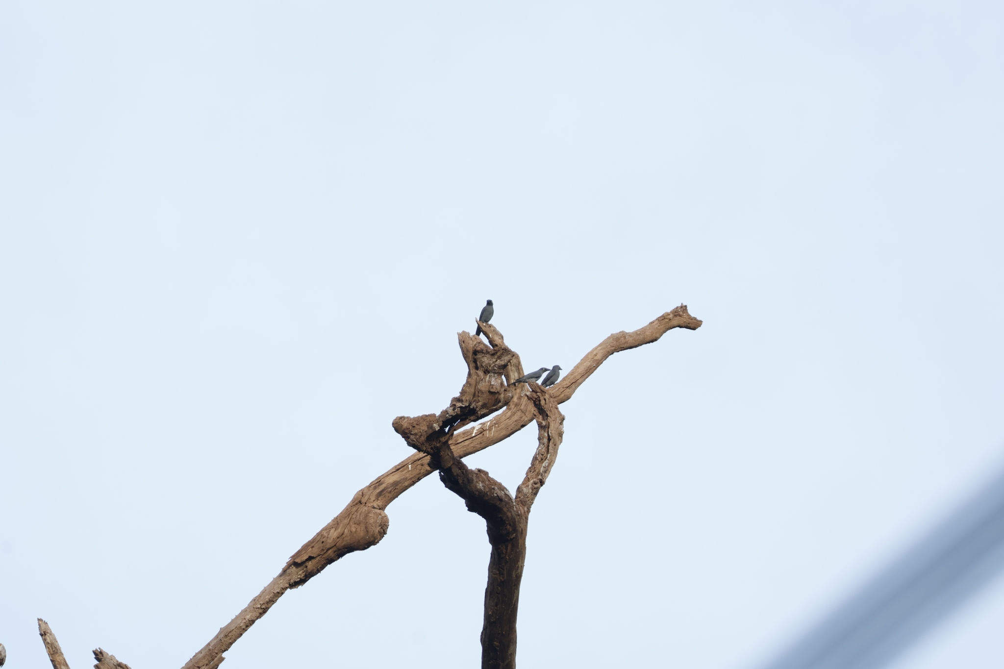 Bar-bellied Cuckooshrike (Coracina striata), photo 5