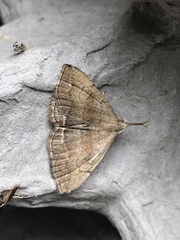 Phalaenostola metonalis