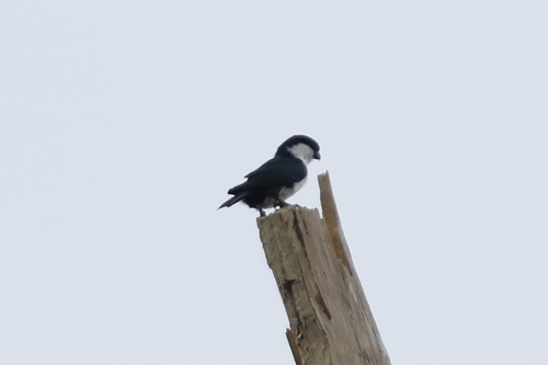 Philippine Falconet (Microhierax erythrogenys)