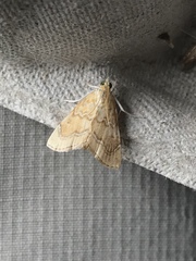 Glaphyria sesquistrialis