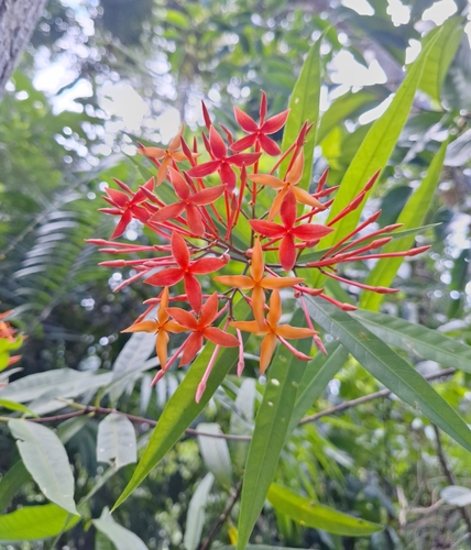 Ixora palawanensis observed 2024-12-10