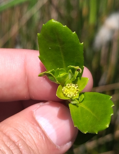Small-Ray Swampwort (Enydra sessilis)
