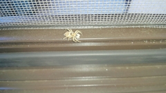 Menemerus semilimbatus