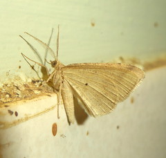 Chiasmia inconspicua