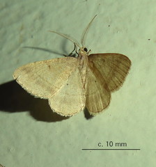 Chiasmia inconspicua