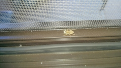 Menemerus semilimbatus