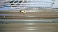 Menemerus semilimbatus