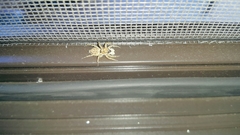 Menemerus semilimbatus