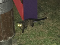 Paradoxurus musangus