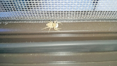 Menemerus semilimbatus