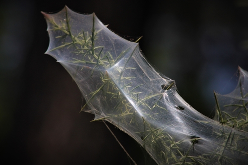 Twospotted Spider Mite