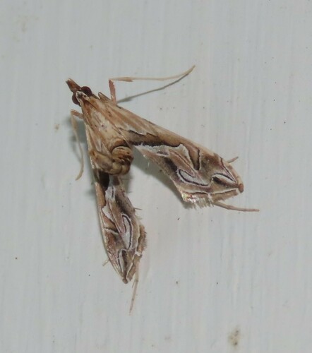 Eastern Lineodes Moth photo 4