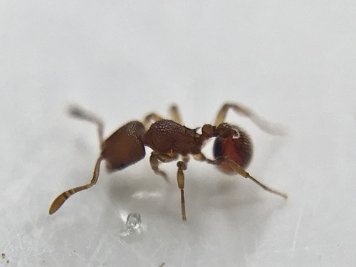 Rogeria scobinataRogeria scobinata