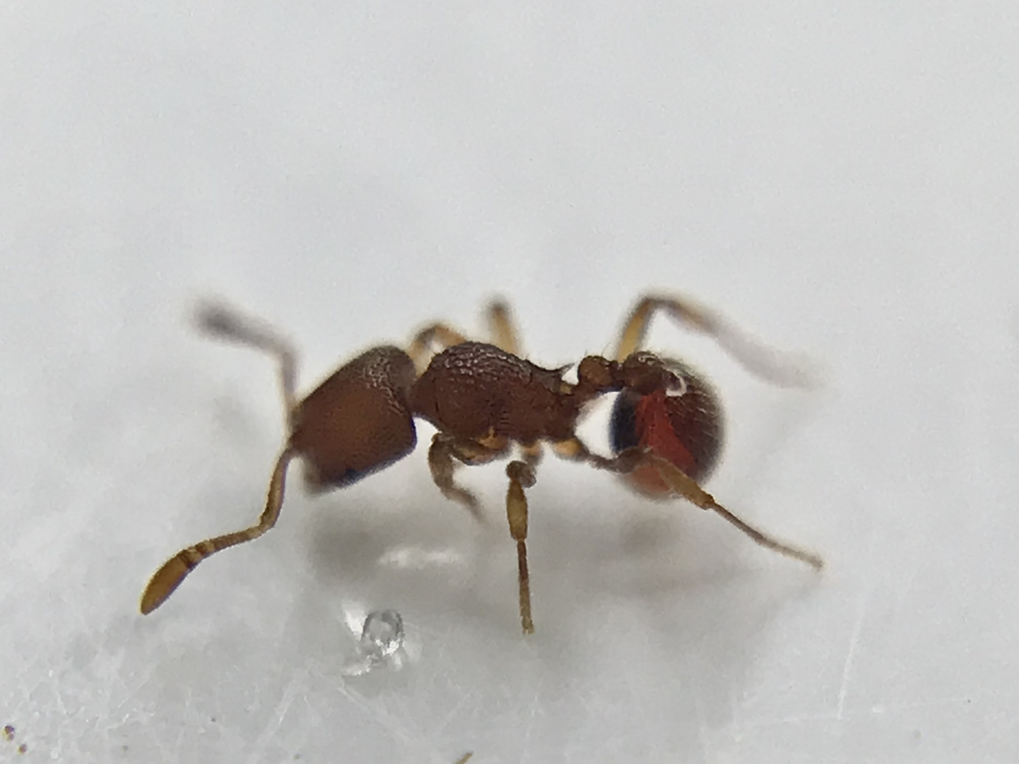 Rogeria scobinata