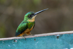 Rufous-Tailed Jacamar photo 2