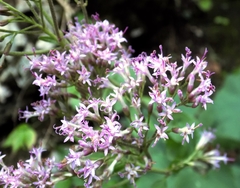 Adenostyles alliariae