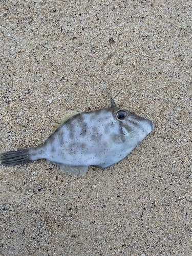 Cream fish (Meuschenia scaber) — Monacanthidae — 3