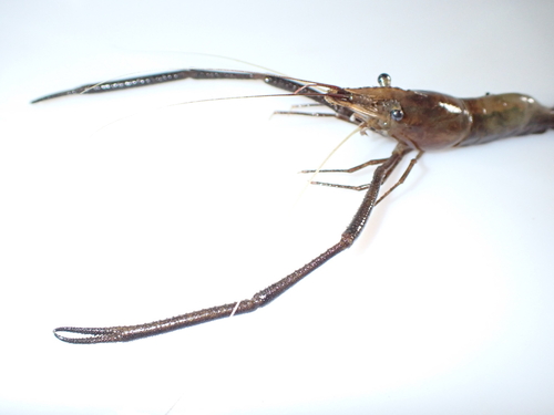 Brackish river prawn