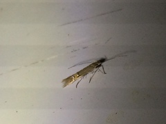 Cosmopterix fernaldella