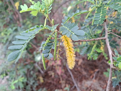 Pityrocarpa moniliformis