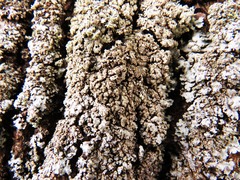 Physconia enteroxantha