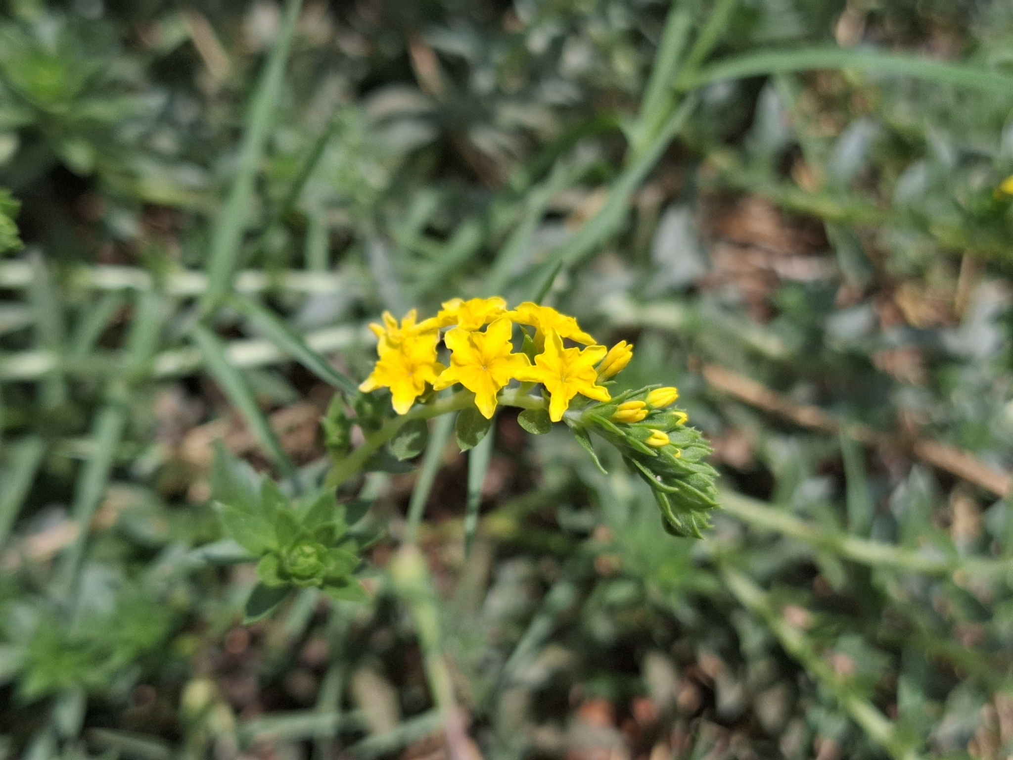 Euploca polyphylla