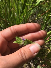 Trichostema oblongum