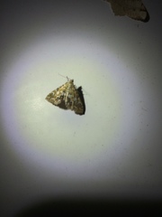 Elophila icciusalis