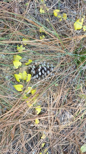 Image of Matelea pubiflora by (c) Athena Philips, some rights reserved (CC BY)