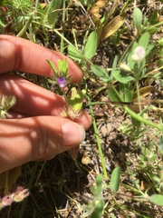 Trichostema oblongum