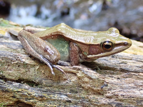 Lesser White-Lipped Frog
