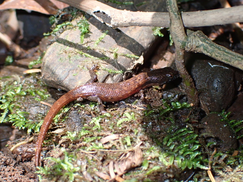 Greer's Earless Skink