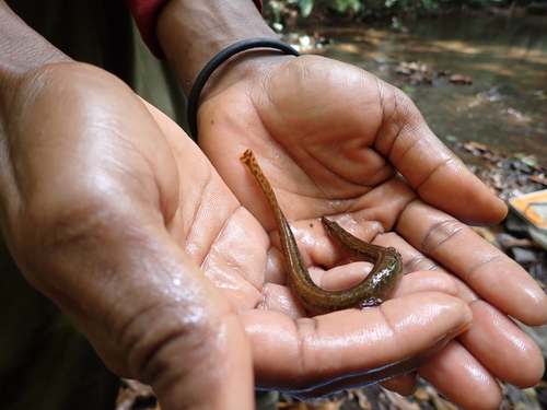 Liberian spiny eel (Mastacembelus liberiensis) — Mastacembelidae — 2